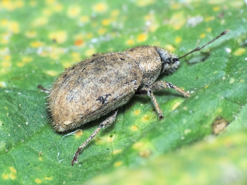 Strophomorphus porcellus (Schoenherr, 1832)